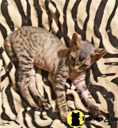 Barenakedsphynx Picture 3
